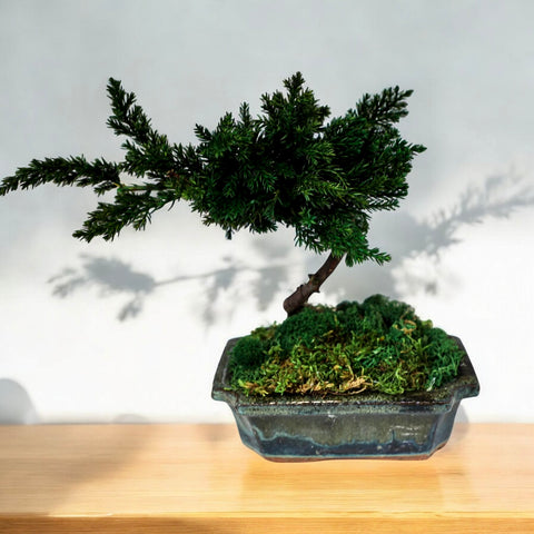 Bonsai - stabilizzato - in vaso di ceramica - piccolo