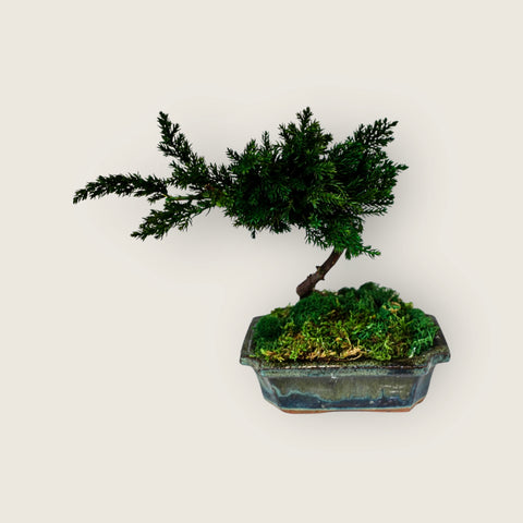 Bonsai - stabilizzato - in vaso di ceramica - piccolo