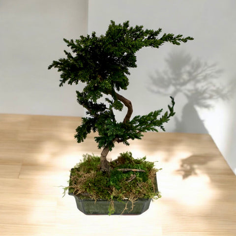 Bonsai - stabilizzato - medio