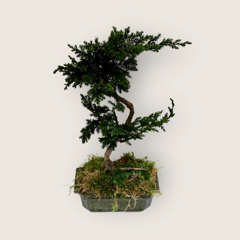 Bonsai - stabilizzato - medio