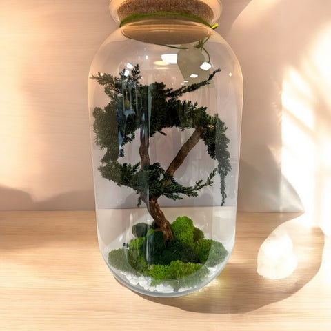 Bonsai - stabilizzato - vetro