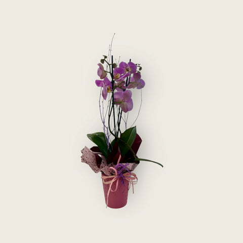 Orchidea fucsia particolare