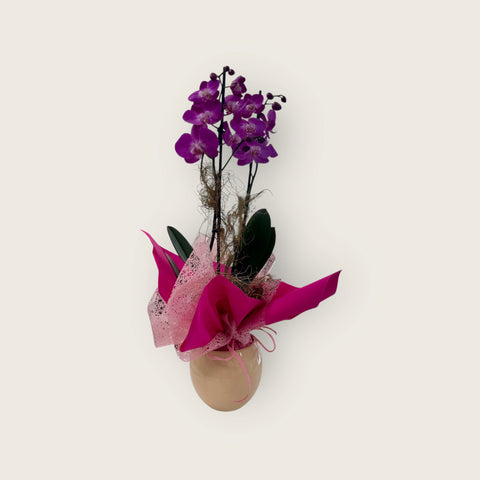 Orchidea fucsia particolare