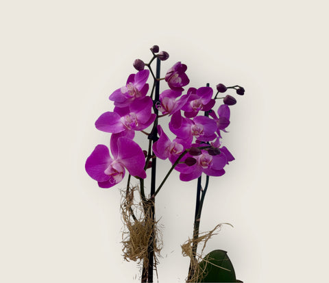 Orchidea fucsia particolare