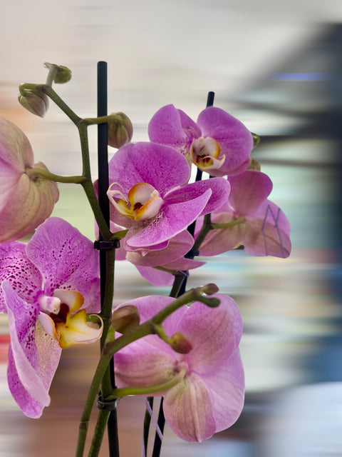 Orchidea fucsia particolare