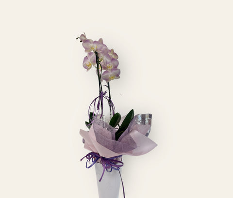 Orchidea rosa particolare