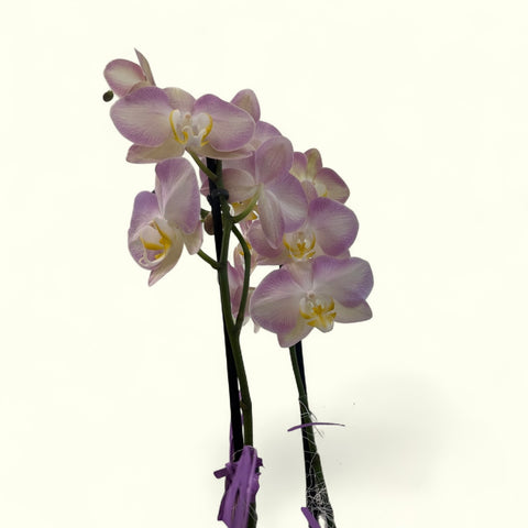 Orchidea rosa particolare