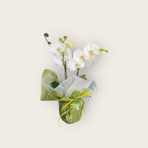 Orchidea bianca 3
