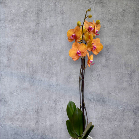 Orchidea arancio