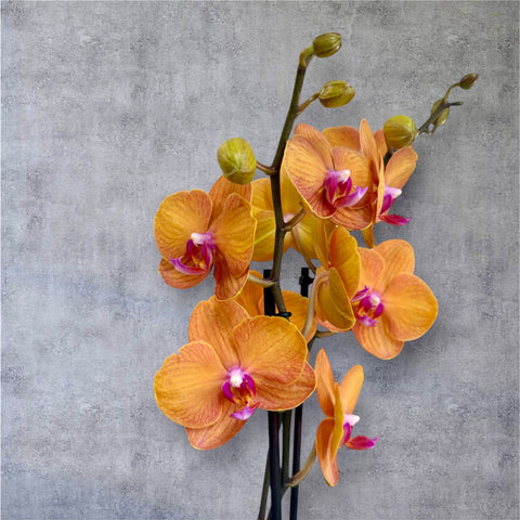 Orchidea arancio