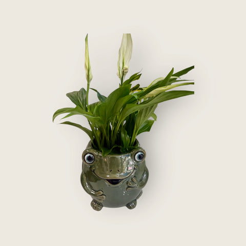 Spathiphyllum vaso rana