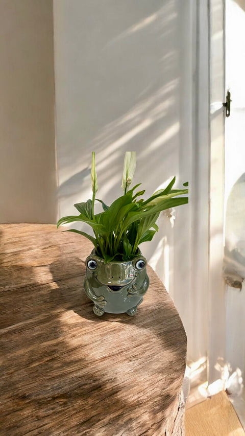 Spathiphyllum vaso rana