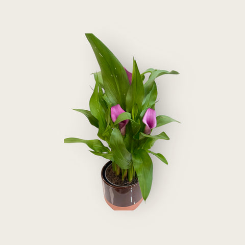 calla fucsia con il vaso