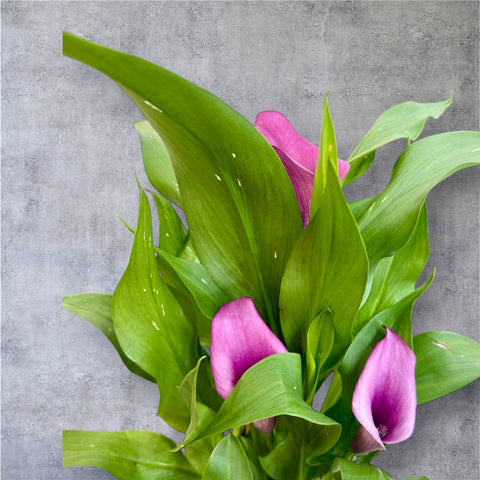 calla fucsia con il vaso