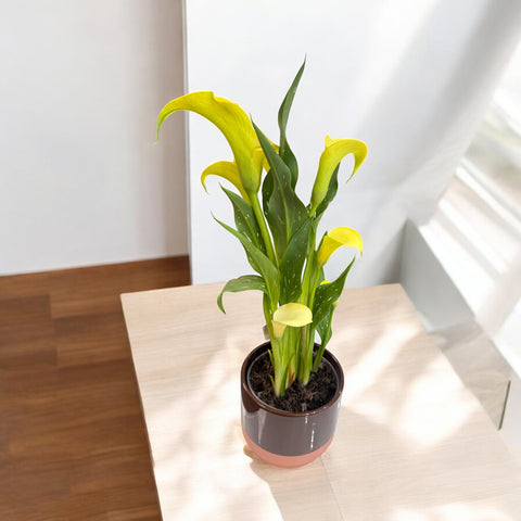 calla gialla con il vaso