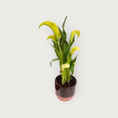 calla gialla con il vaso