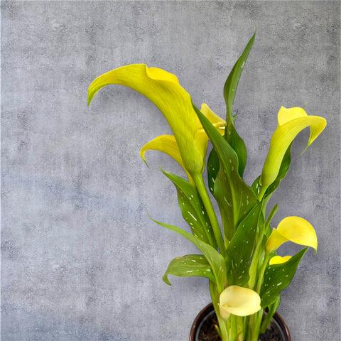 calla gialla con il vaso