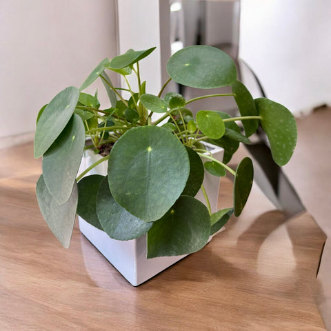 Pilea