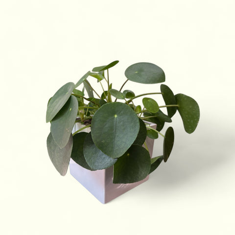 Pilea