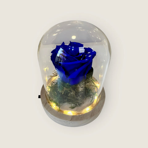 Rosa blu in campana illuminata