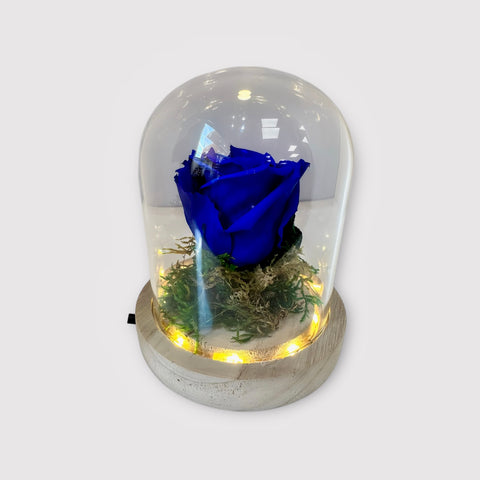 Rosa blu in campana illuminata