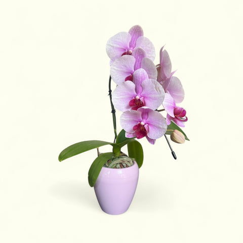 Orchidea vera 2