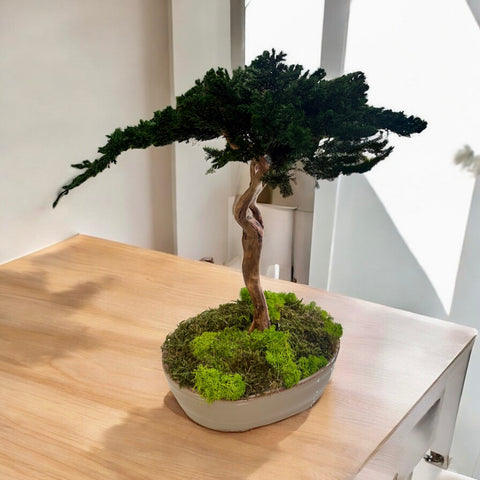 Bonsai - stabilizzato - minimal