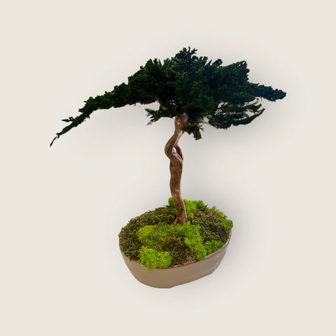 Bonsai - stabilizzato - minimal