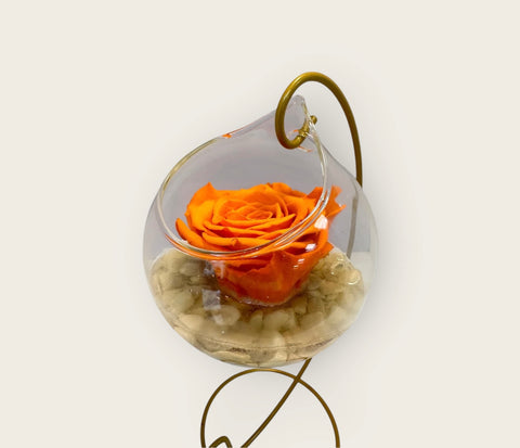 Rosa stabilizzata arancio