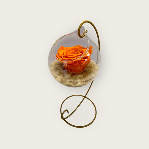 Rosa stabilizzata arancio
