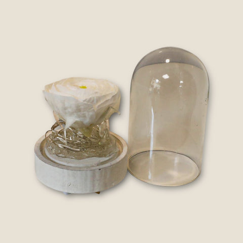 Ranuncolo bianco con luci  -