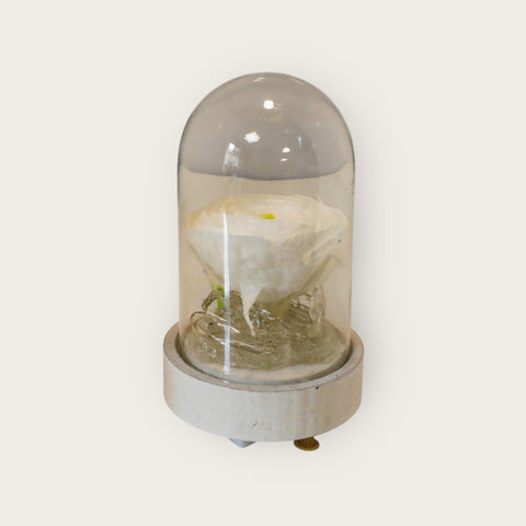 Ranuncolo bianco con luci  -