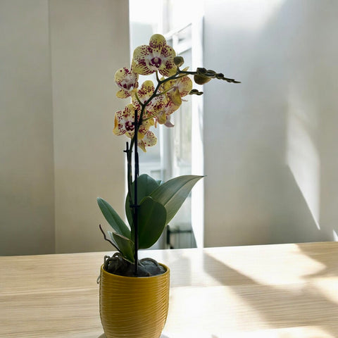 Orchidea gialla particolarissima