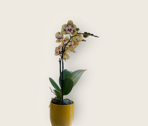 Orchidea gialla particolarissima