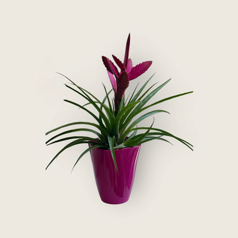 Tillandsia cyanea fuscia