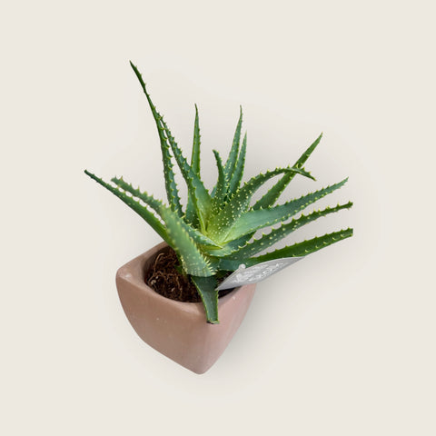aloe vera con il suo vaso