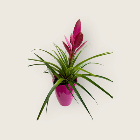 Tillandsia cyanea fuscia 2