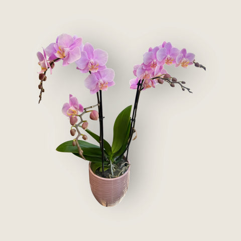 Orchidea rosa a due rami