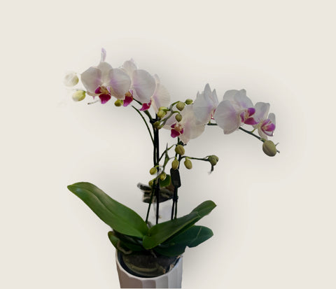 Orchidea bianca e fucsia a due rami