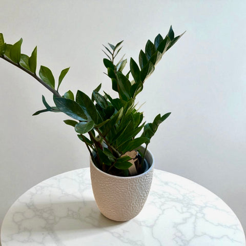 piccola Zamioculcas