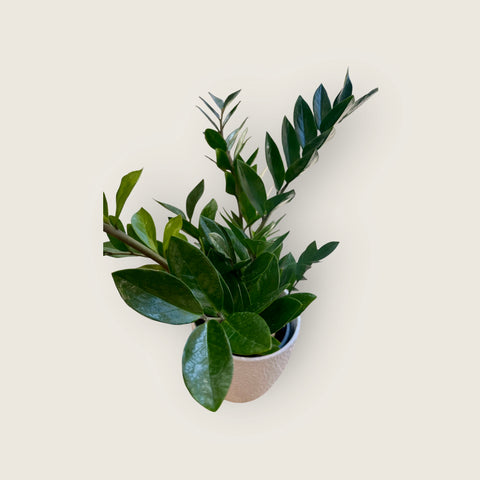 piccola Zamioculcas