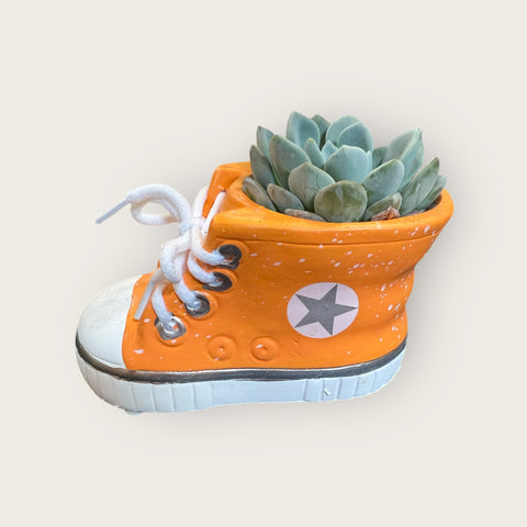 piccola all star con piantina grassa