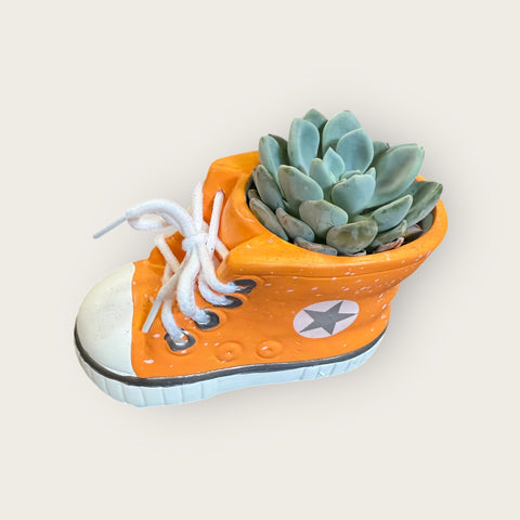 piccola all star con piantina grassa