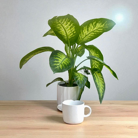 Dieffenbachia