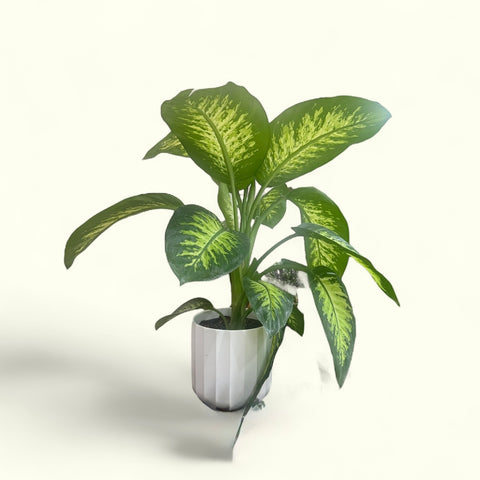 Dieffenbachia