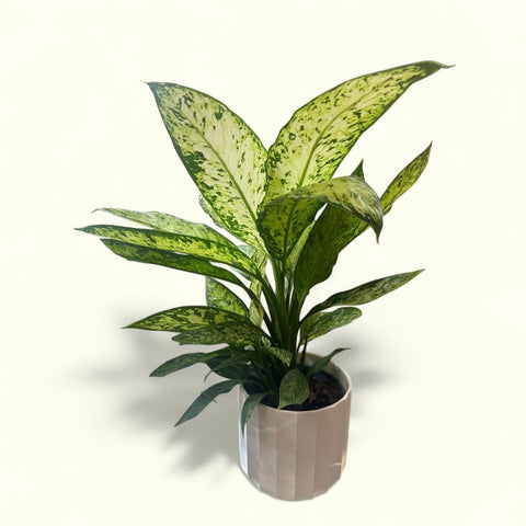 Dieffenbachia 2