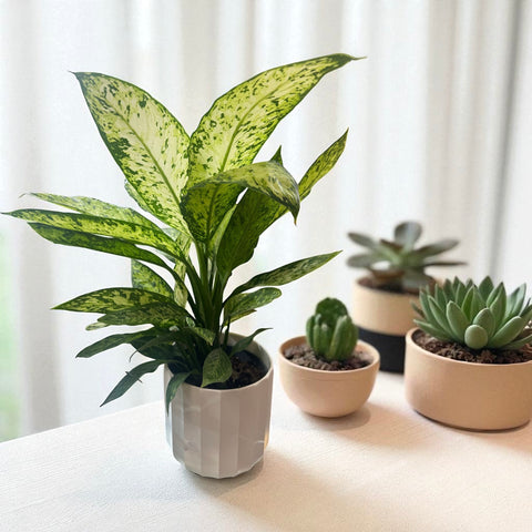 Dieffenbachia 2