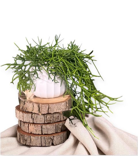 Rhipsalis