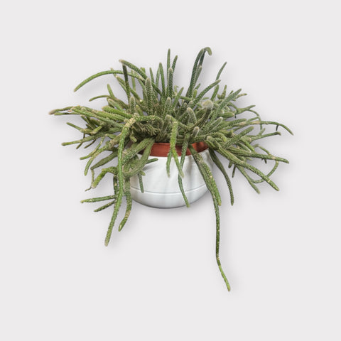 Rhipsalis 2