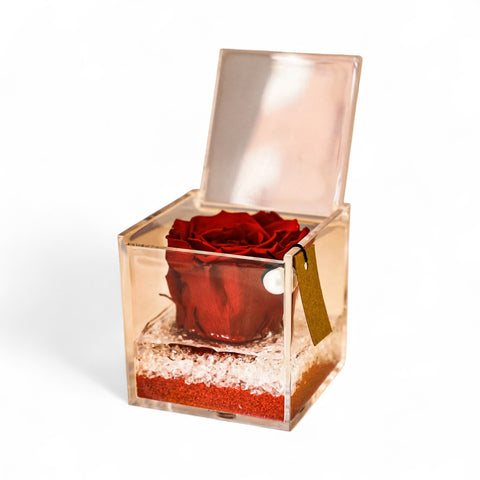 Eternal Roses | Cube Red | media
